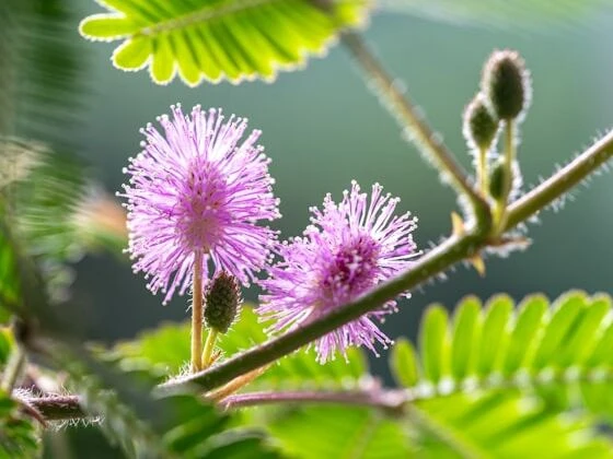 نبات المستحية: هل تمتلك النباتات مشاعر وذاكرة؟