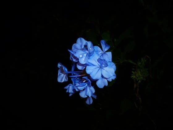 أزهار نادرة: جمال يظهر مرة واحدة في العمر!