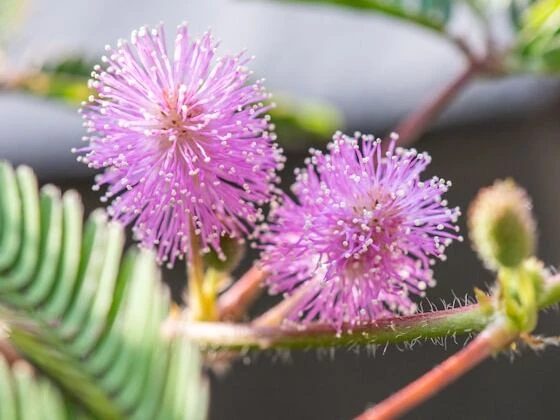 أسرار النباتات: كائنات تتحدث وتدافع عن نفسها!