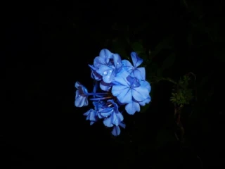 أزهار نادرة: جمال يظهر مرة واحدة في العمر!