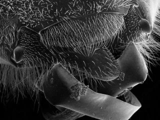 عجائب عالم الحيوان: قدرات خارقة تتحدى الخيال!