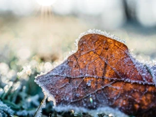 سحر النعناع: لماذا يخدع عقولنا بالبرودة؟