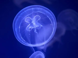 قنديل البحر الخالد: الكائن الذي هزم الموت!