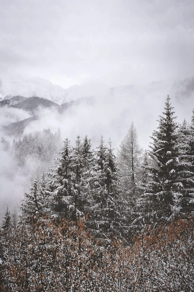 خلفيات مطر HD,خلفيات شتاء للموبايل 2026,خلفيات شاشة هادئة,صور مطر وشتاء فخمة,خلفيات جوال شتوية دافئة,خلفيات فخمة جدا 4k,خلفيات فخمة للبنات,خلفيات شتاء للبنات,خلفيات شتاء متحركة,خلفيات موبايل من فصل الشتاء