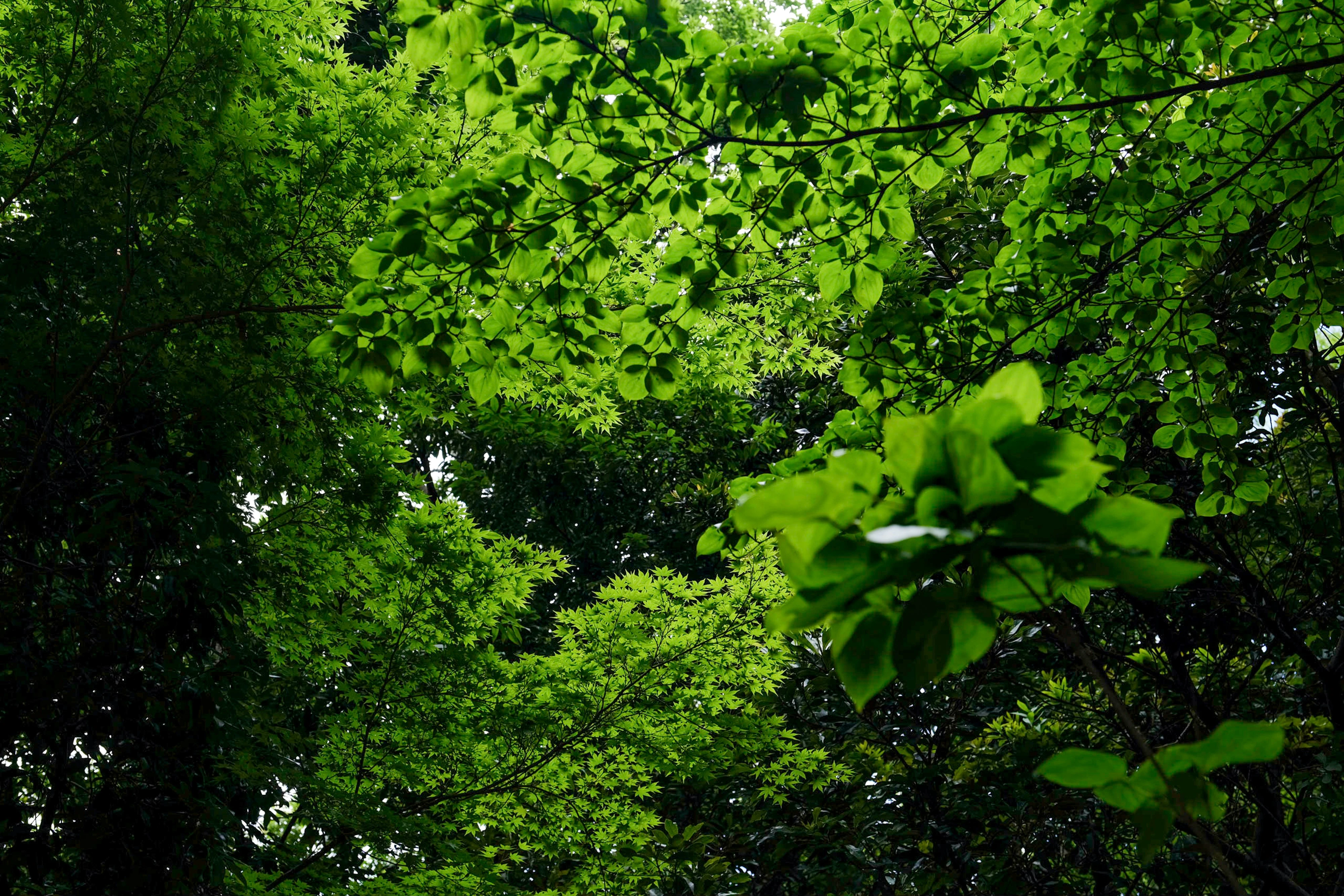 خلفيات موبايل 2026,خلفيات جوال 4K,خلفيات مناظر طبيعية للهاتف,خلفيات مريحة للعين,أجمل خلفيات 2026,خلفيات طبيعة هادئة,خلفيات موبايل فخمة,صور خلفيات عالية الدقة HD,خلفيات ايفون 2026,خلفيات اندرويد حديثة, خلفيات طبيعة مريحة للأعصاب 2026, تحميل خلفيات موبايل 4K مجانية, أفضل صور خلفيات للهاتف تريح العين, خلفيات جوال مناظر طبيعية خلابة, تنزيل خلفيات شاشة موبايل حديثة 2026