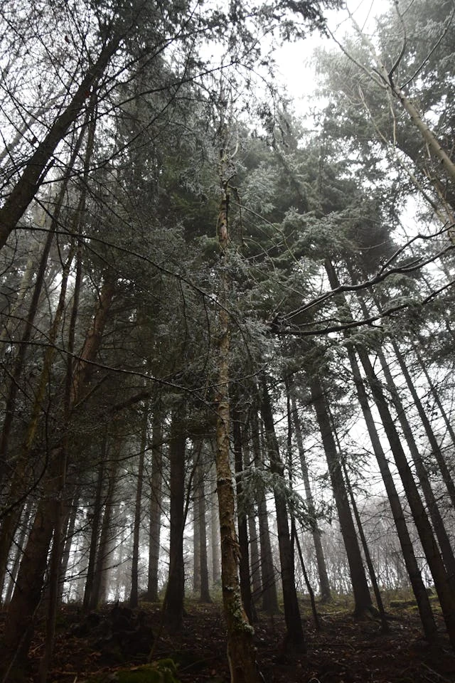 خلفيات مطر HD,خلفيات شتاء للموبايل 2026,خلفيات شاشة هادئة,صور مطر وشتاء فخمة,خلفيات جوال شتوية دافئة,خلفيات فخمة جدا 4k,خلفيات فخمة للبنات,خلفيات شتاء للبنات,خلفيات شتاء متحركة,خلفيات موبايل من فصل الشتاء