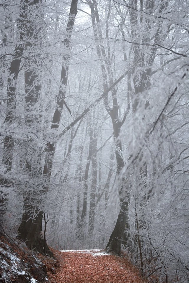 خلفيات مطر HD,خلفيات شتاء للموبايل 2026,خلفيات شاشة هادئة,صور مطر وشتاء فخمة,خلفيات جوال شتوية دافئة,خلفيات فخمة جدا 4k,خلفيات فخمة للبنات,خلفيات شتاء للبنات,خلفيات شتاء متحركة,خلفيات موبايل من فصل الشتاء