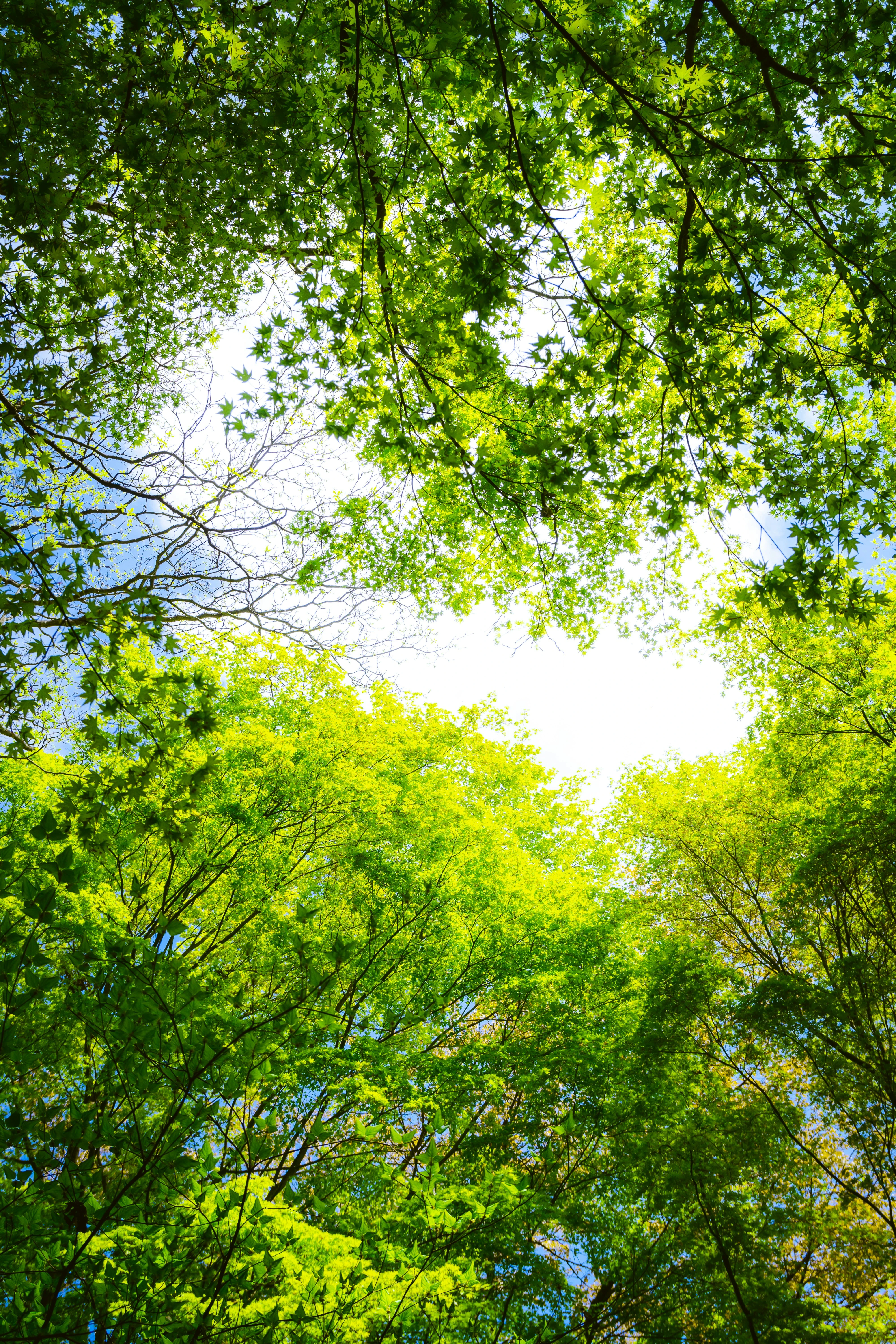 خلفيات موبايل 2026,خلفيات جوال 4K,خلفيات مناظر طبيعية للهاتف,خلفيات مريحة للعين,أجمل خلفيات 2026,خلفيات طبيعة هادئة,خلفيات موبايل فخمة,صور خلفيات عالية الدقة HD,خلفيات ايفون 2026,خلفيات اندرويد حديثة, خلفيات طبيعة مريحة للأعصاب 2026, تحميل خلفيات موبايل 4K مجانية, أفضل صور خلفيات للهاتف تريح العين, خلفيات جوال مناظر طبيعية خلابة, تنزيل خلفيات شاشة موبايل حديثة 2026