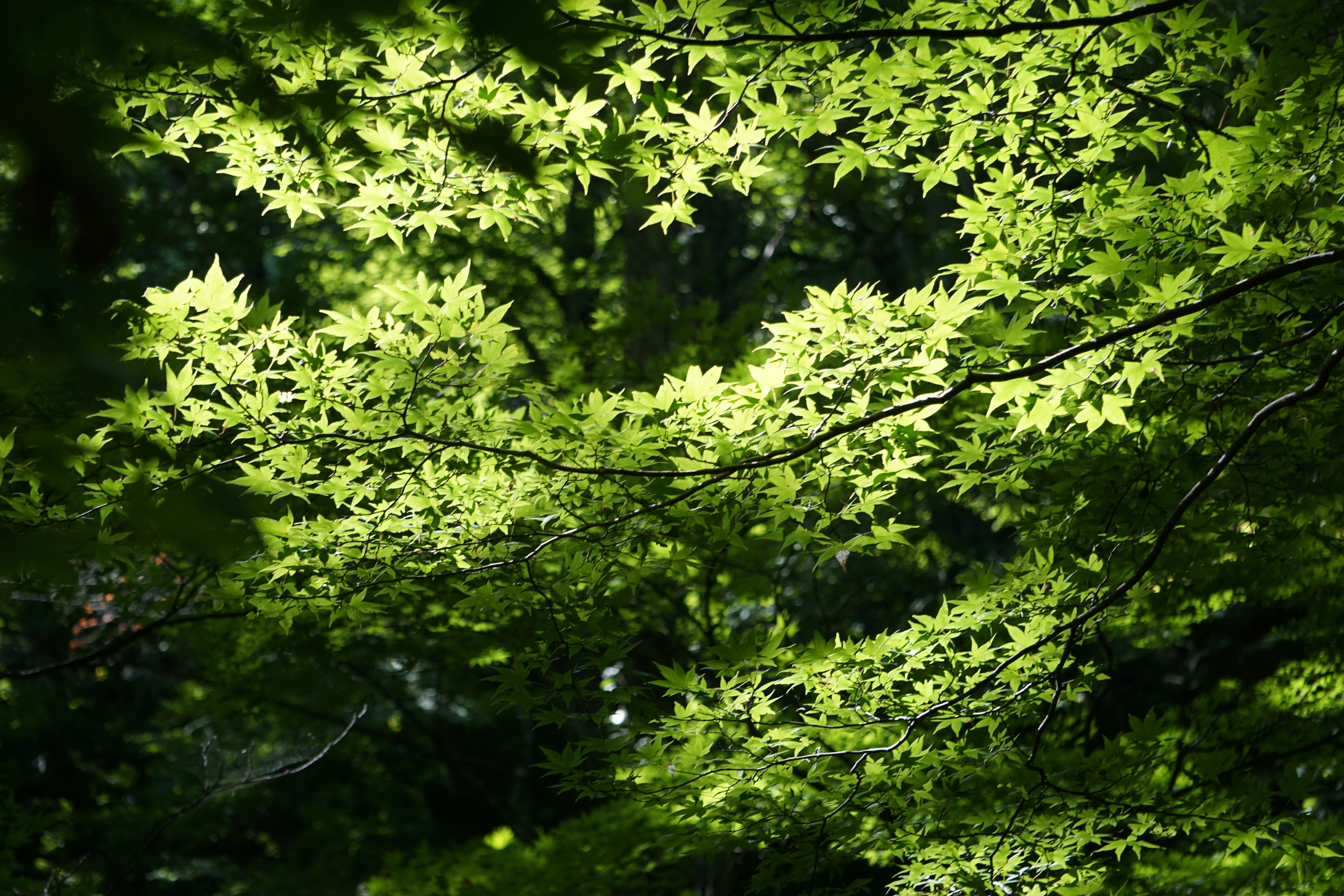 خلفيات موبايل 2026,خلفيات جوال 4K,خلفيات مناظر طبيعية للهاتف,خلفيات مريحة للعين,أجمل خلفيات 2026,خلفيات طبيعة هادئة,خلفيات موبايل فخمة,صور خلفيات عالية الدقة HD,خلفيات ايفون 2026,خلفيات اندرويد حديثة, خلفيات طبيعة مريحة للأعصاب 2026, تحميل خلفيات موبايل 4K مجانية, أفضل صور خلفيات للهاتف تريح العين, خلفيات جوال مناظر طبيعية خلابة, تنزيل خلفيات شاشة موبايل حديثة 2026