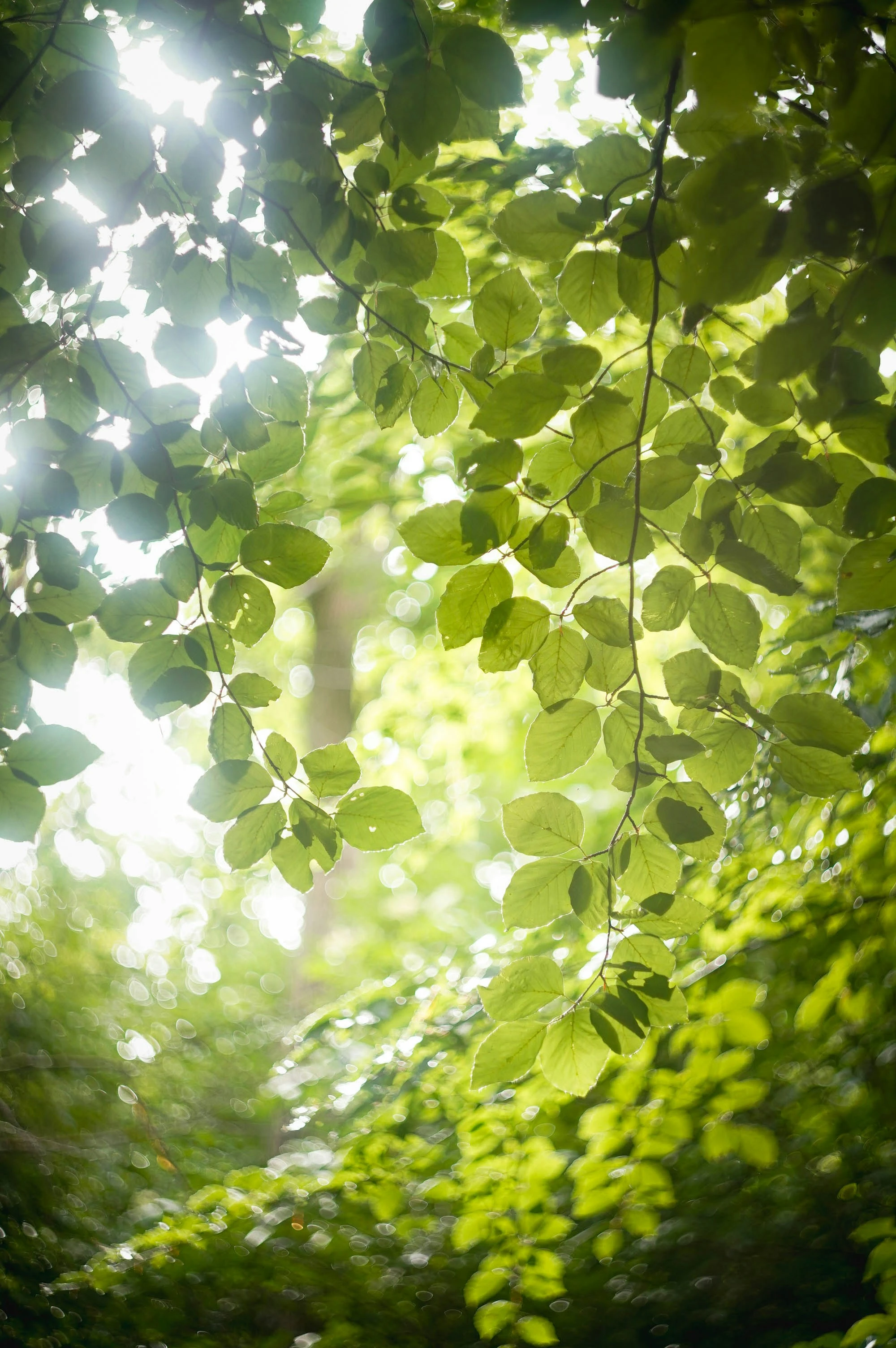 خلفيات موبايل 2026,خلفيات جوال 4K,خلفيات مناظر طبيعية للهاتف,خلفيات مريحة للعين,أجمل خلفيات 2026,خلفيات طبيعة هادئة,خلفيات موبايل فخمة,صور خلفيات عالية الدقة HD,خلفيات ايفون 2026,خلفيات اندرويد حديثة, خلفيات طبيعة مريحة للأعصاب 2026, تحميل خلفيات موبايل 4K مجانية, أفضل صور خلفيات للهاتف تريح العين, خلفيات جوال مناظر طبيعية خلابة, تنزيل خلفيات شاشة موبايل حديثة 2026